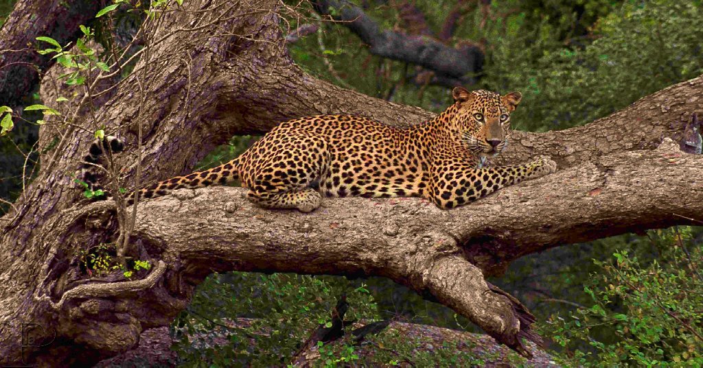 Willpattu Leopard Safari