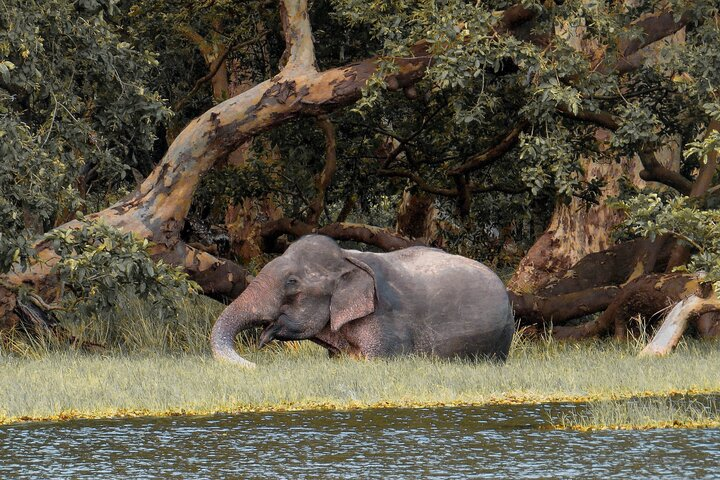 Willpattu Safari Wildlife