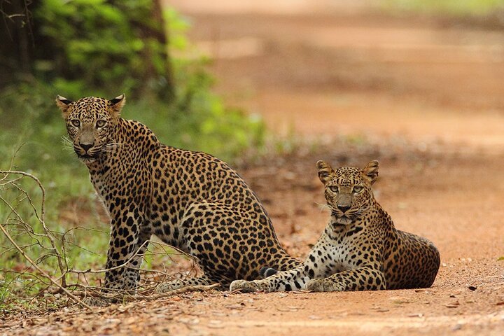 Full Day Safari Without Guide