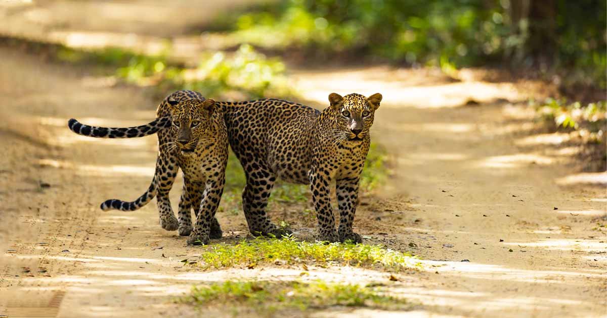Leopard Safari With Guide