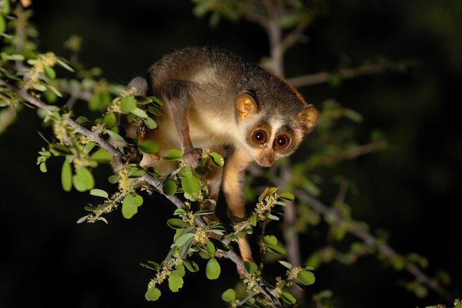 Night Safari Without Guide